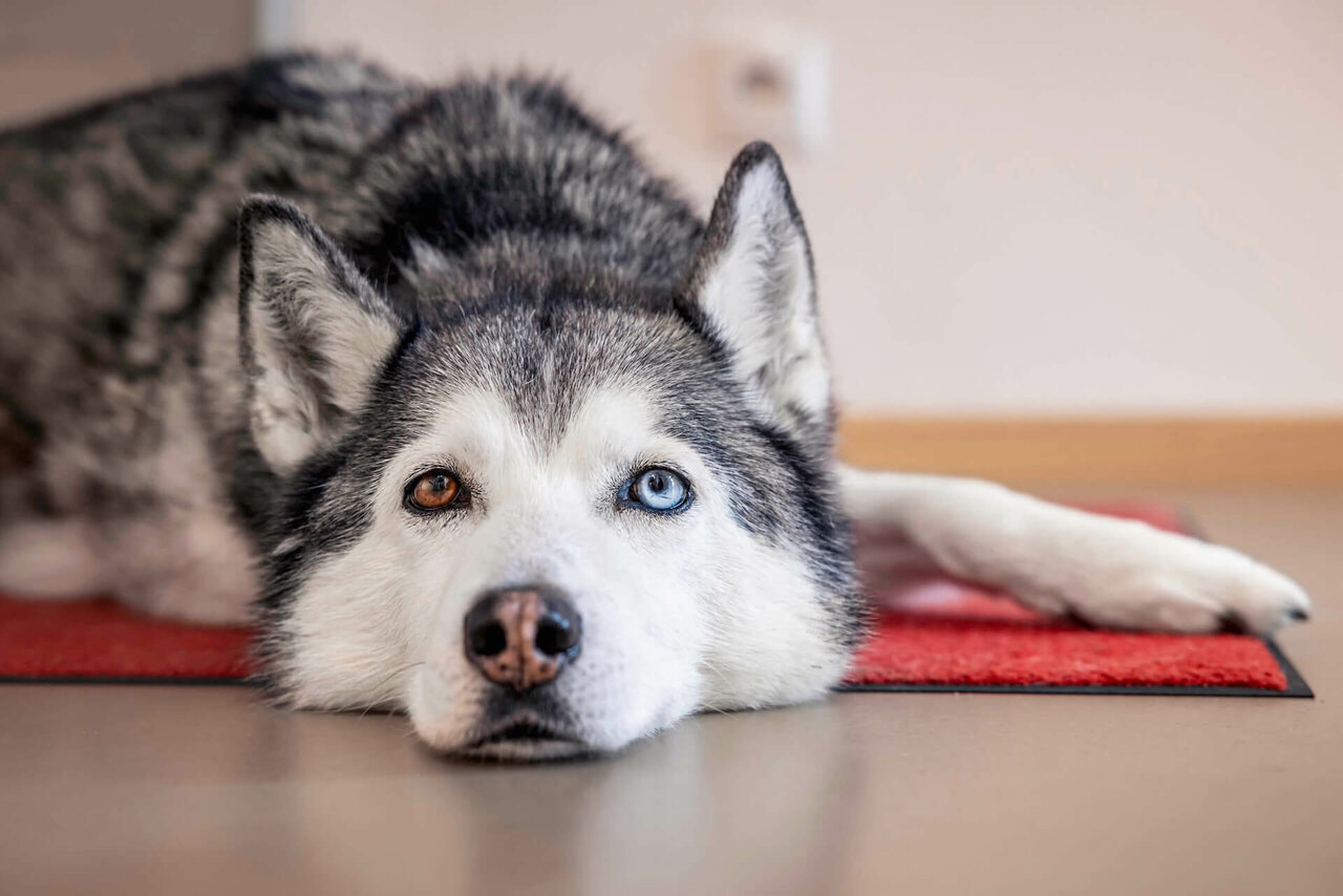 Husky mit einem braunen und einem blauen Auge liegt auf einem roten Teppich